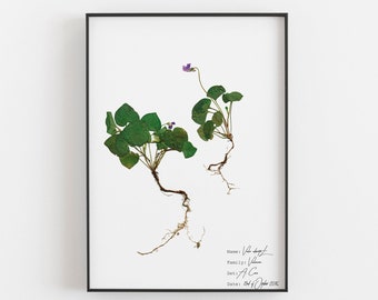 Violet Botanical Print, Purple Flower Illustration, Herbarium Art, Viola Odorata Print