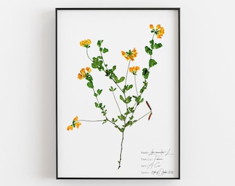 Art de fleurs pressées jaunes, impression de plantes botaniques, herbier de collection, décoration murale florale