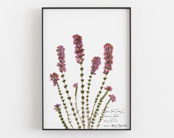 Bell Heather Botanical Art Print, Pressed Flower Home Decor, Floral Wall Art, Nature Inspired Print