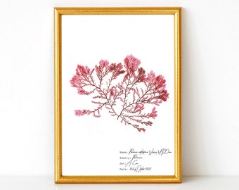 Vintage rote Alge Illustration, botanische Wandkunst, maritim inspiriertes Dekor, nautischer Hausdruck