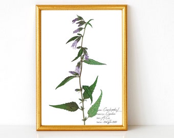 Bellflower Print, Botanical Art, Purple Floral Poster, Violet Wall Art, Pressed Flower, Campanula