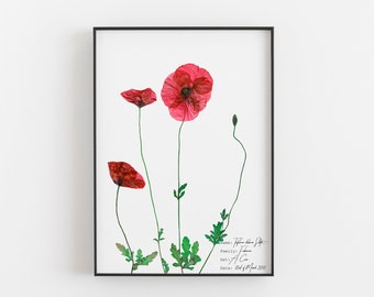 Impression botanique pavot rouge, art mural fleurs pressées, affiche florale inspirée de la nature, cadeau pour les amoureux de la nature