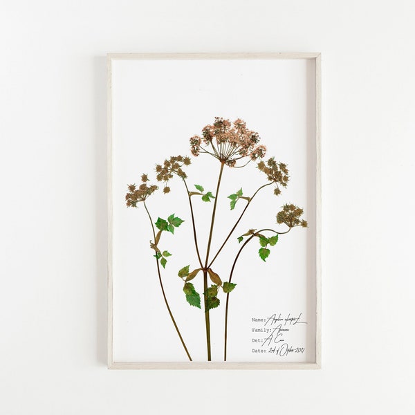 Wild Angelica Print, Botanical Poster, Botany Illustration, Pink Flower Art