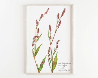 Persicaria maculosa, Botanical print, Botanical art, Pink flower print - Pink floral print, flower wall art, Pressed flower print