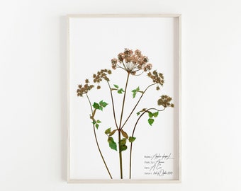 Wild Angelica Print, Botanical Poster, Botany Illustration, Pink Flower Art