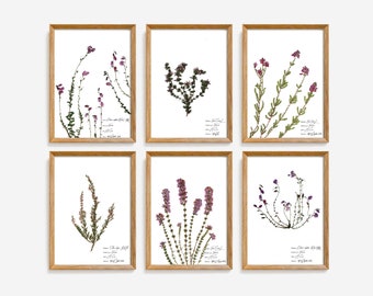 Heather botanical illustration, Heather flower print set, Pink floral wall art, Pressed flowers artwork, Botanical poster set