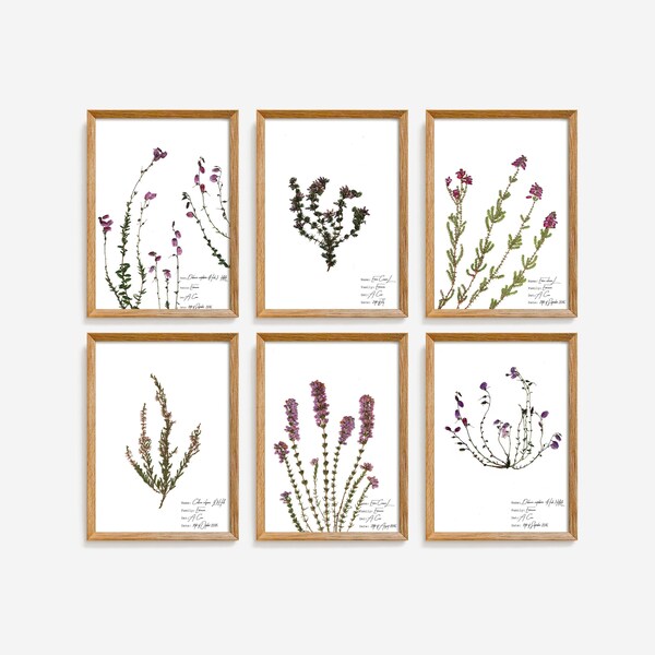 Heather botanical illustration, Heather flower print set, Pink floral wall art, Pressed flowers artwork, Botanical poster set