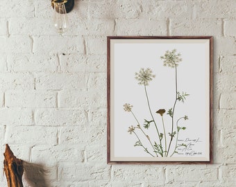 Estampado botánico de encaje de la reina Ana, Arte de pared de flores blancas, Regalo amante de la naturaleza, Estampado de herbario