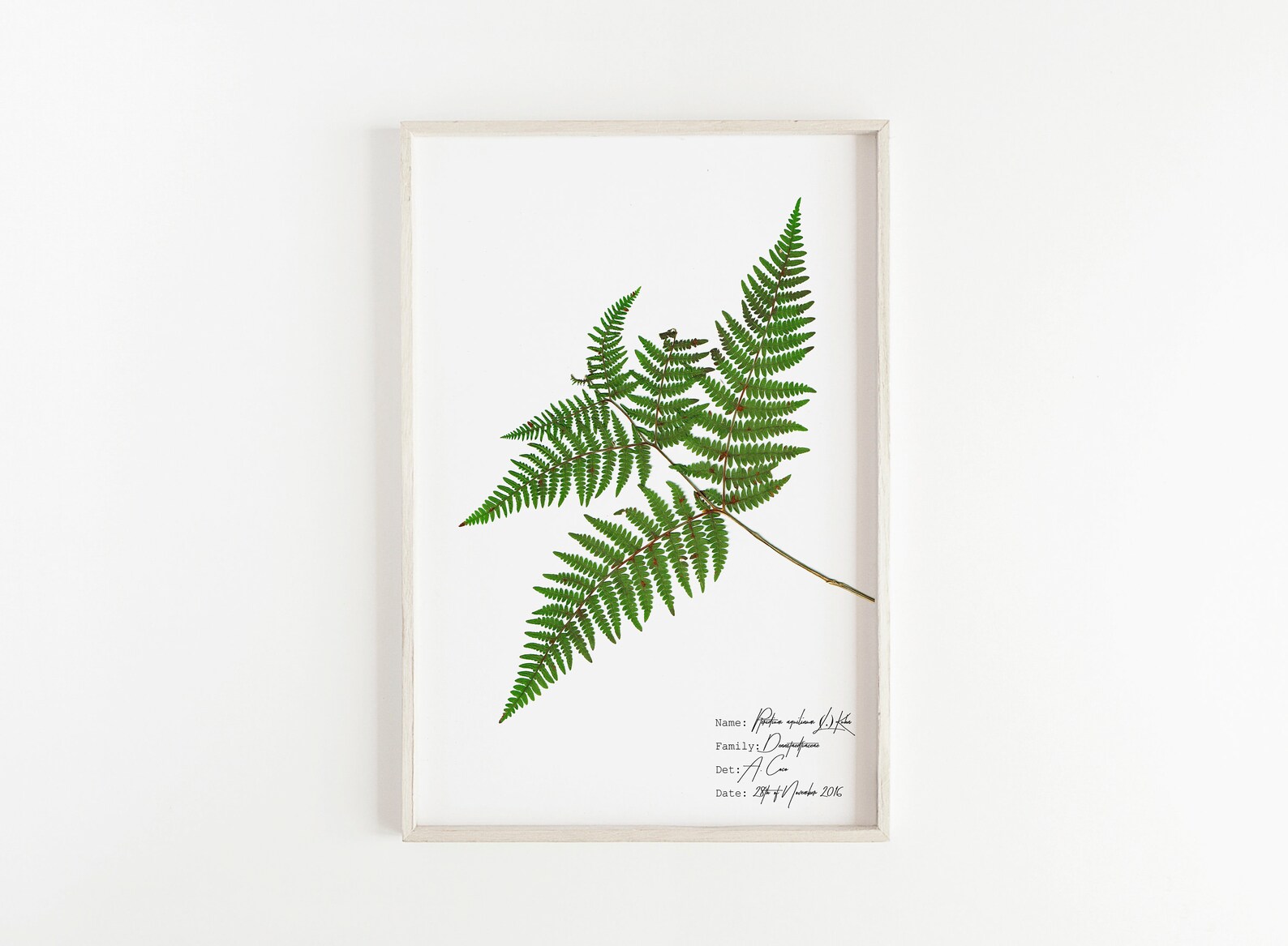 Fern Botanical Illustration Botanical Print Set Fern Print - Etsy