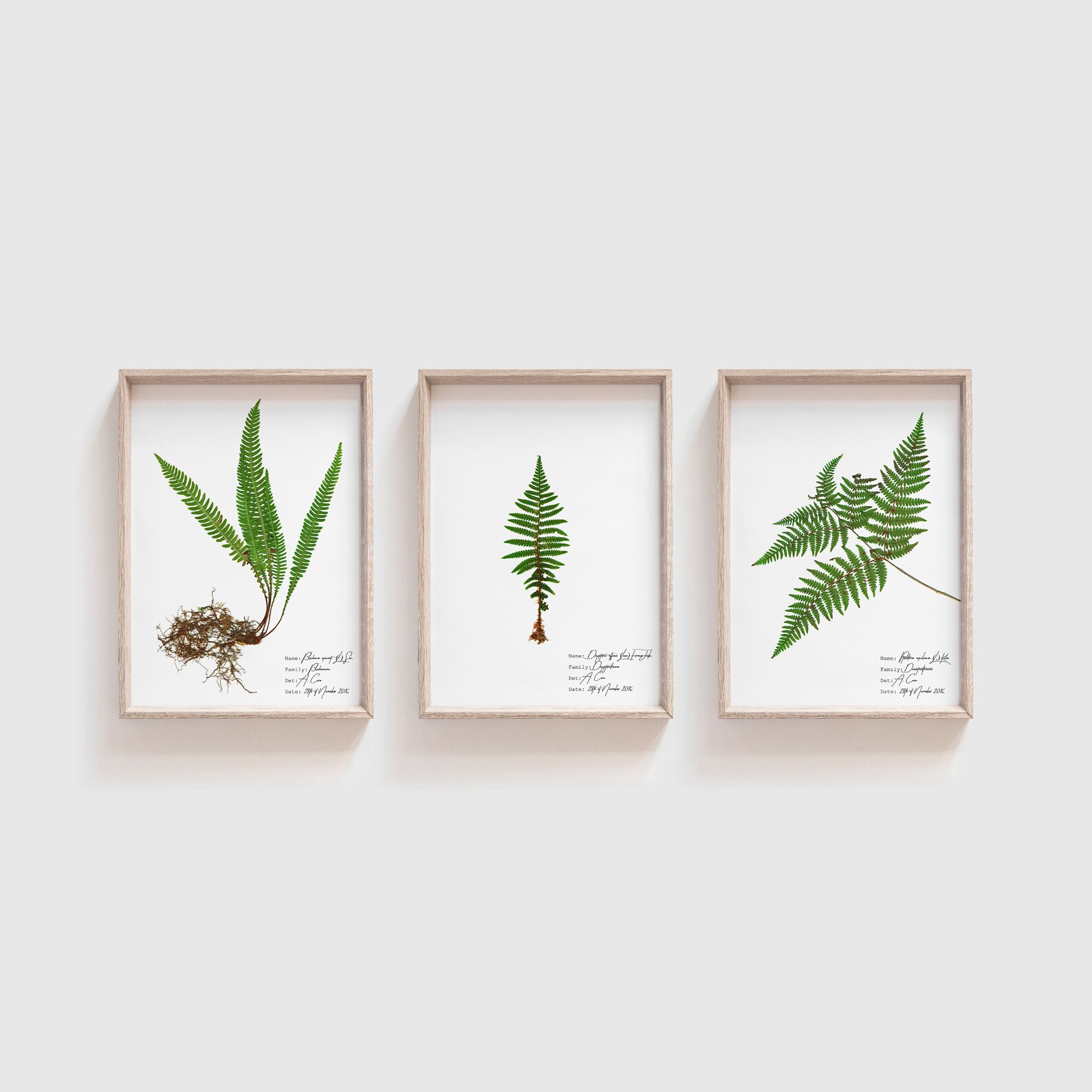 Fern Botanical Illustration Botanical Print Set Fern Print - Etsy