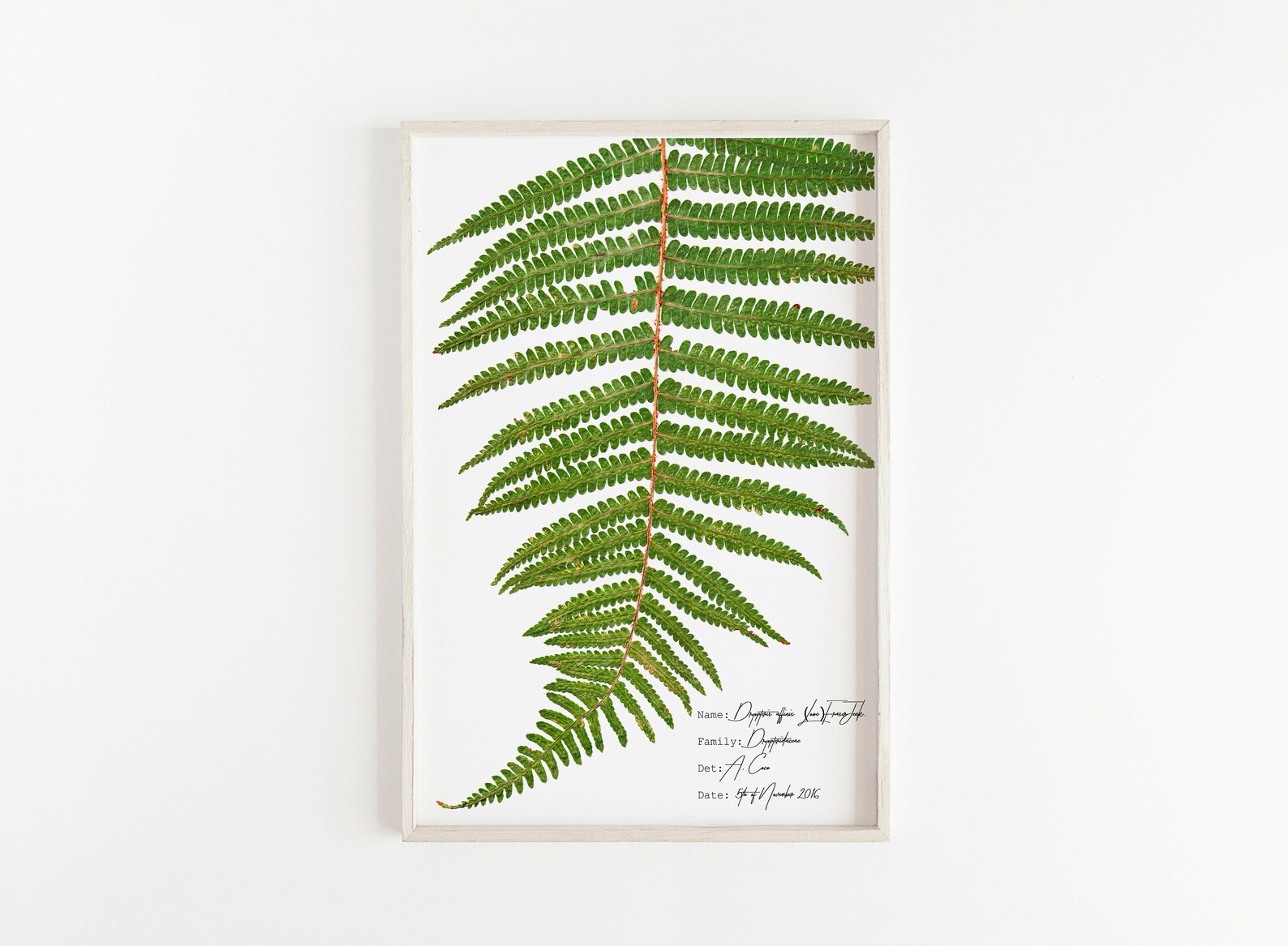 Green Fern Leaf Wall Art Plant Print Fern Botanical Print Etsy Israel