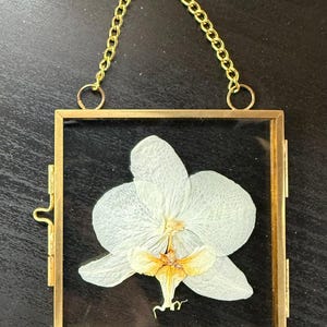 May include: A square glass frame with a thin gold metal border containing a single pressed white orchid flower with a yellow and orange center. The frame features a gold metal chain attached to the top for hanging and a side latch closure.