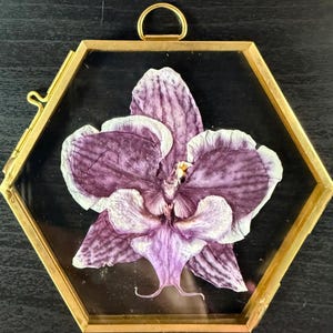 Real Pressed Orchid in Glass Wall or Window Hanging image 6