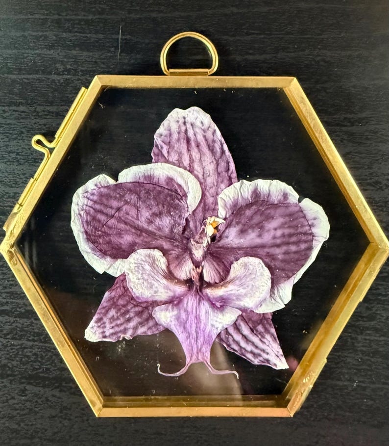 Real Pressed Orchid in Glass Wall or Window Hanging image 6