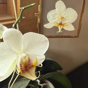 Real Pressed Orchid in Glass Wall or Window Hanging image 2