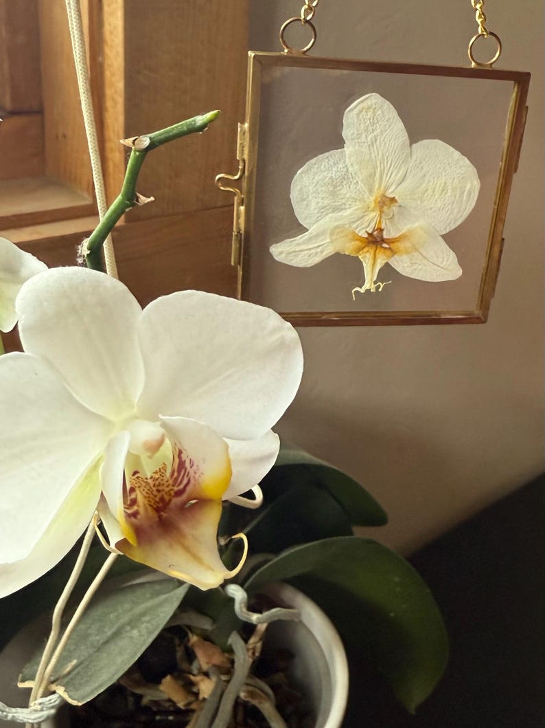 Real Pressed Orchid in Glass Wall or Window Hanging image 2