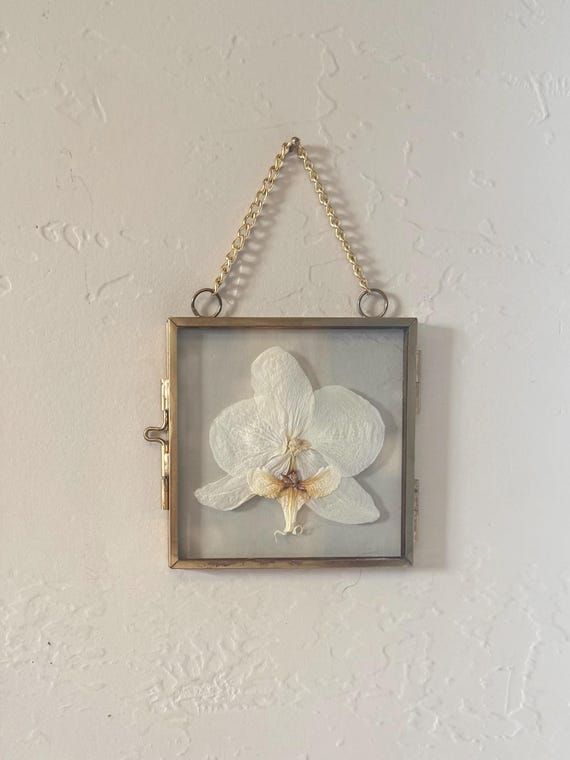 Real Pressed Orchid in Glass Wall or Window Hanging