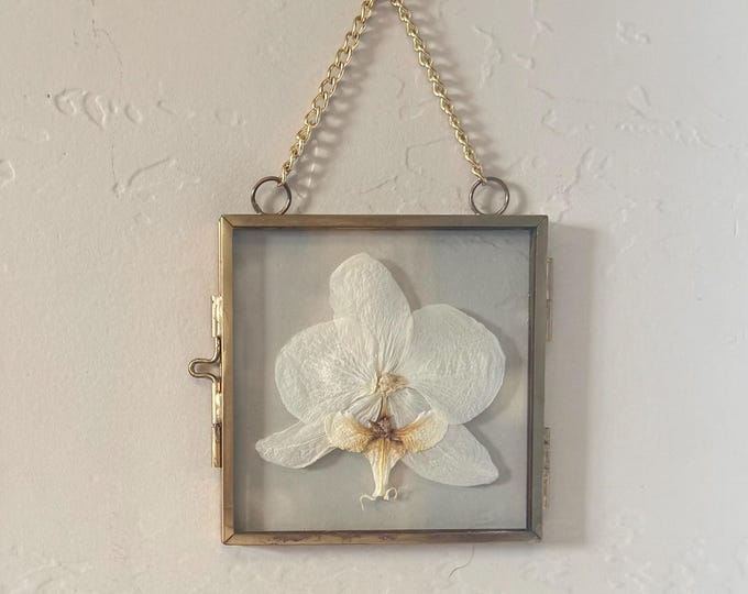 Real Pressed Orchid in Glass Wall or Window Hanging