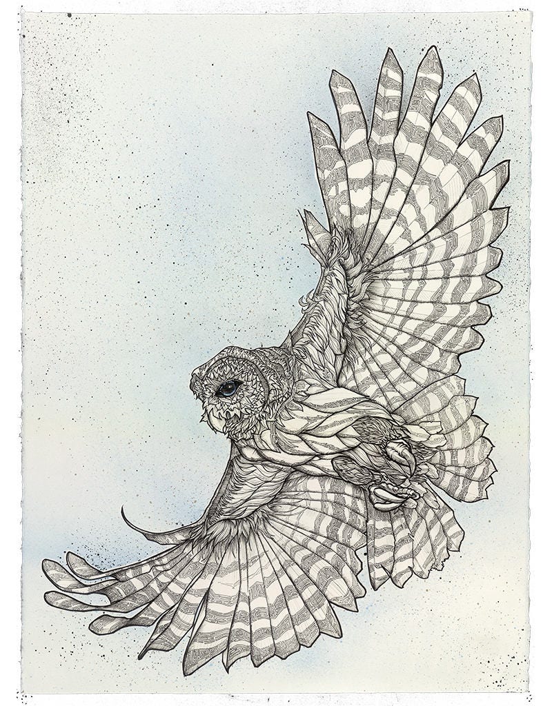 Barred Owl