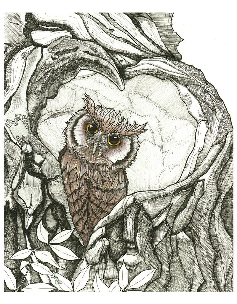 Baby Owl
