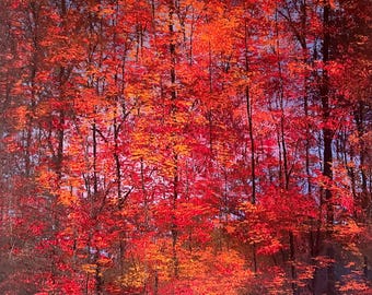 Fine Art Print- Scarlet Woods