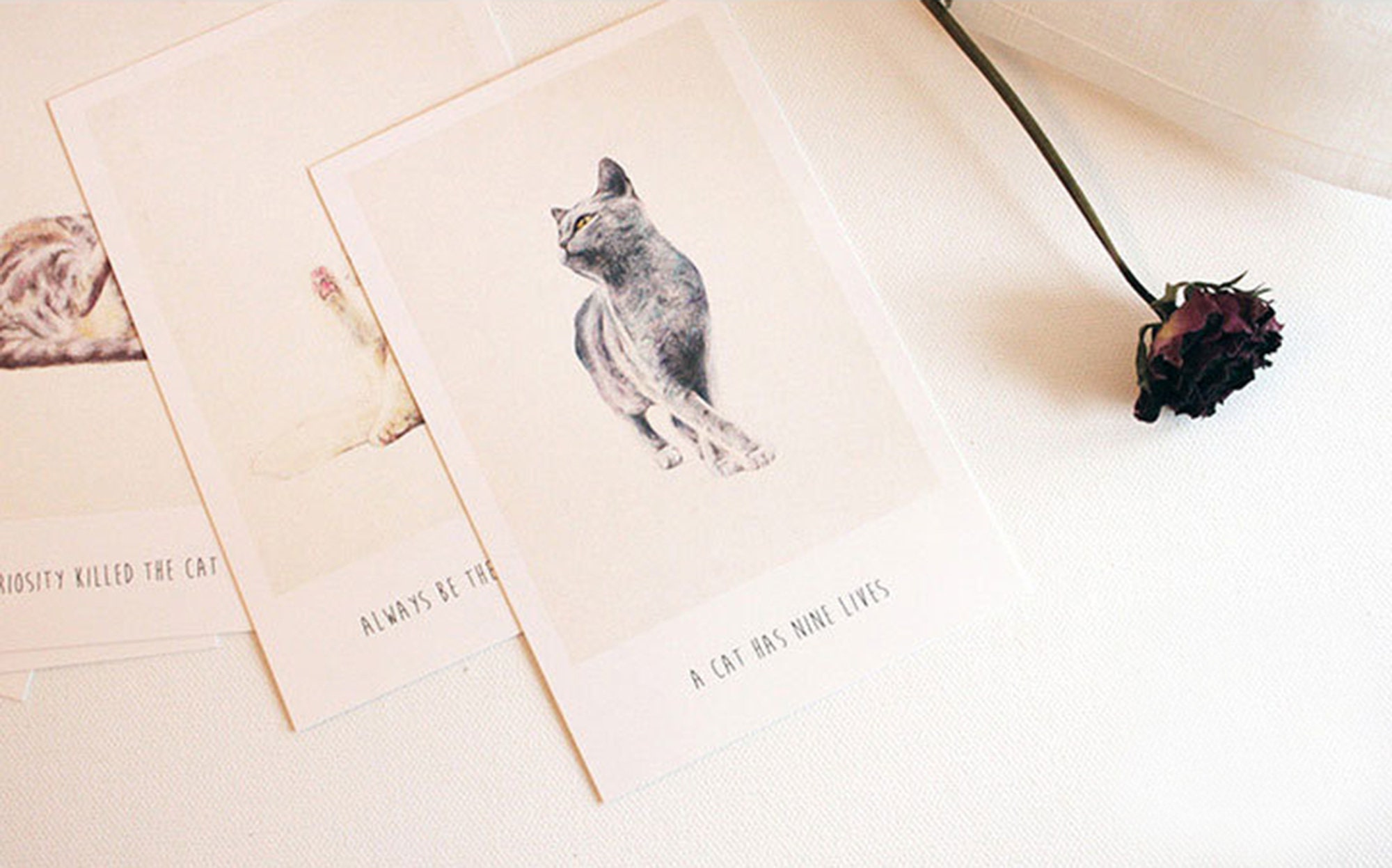 Living Like a Cat Postcards Collection 30pc Cat Cute Card - Etsy