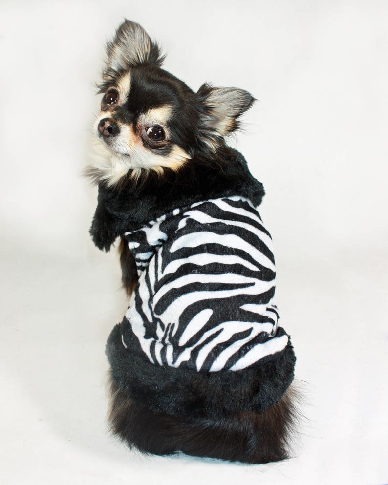 Zebra Dog Coat
