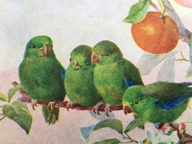 Vintage Birds with oranges Card, Parakeet Card, Easter Card, Spring Card, Mother's Day Card, Parrot Card, Thank You Card, Teacher Card image 2