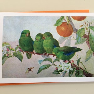Carte Oiseaux et oranges vintage, Carte Perruches, Carte de fête, Carte de souhaits Oiseaux,  Carte Printemps, Carte de Pâques oiseaux