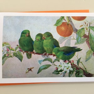 Vintage Birds with oranges Card, Parakeet Card, Easter Card, Spring Card, Mother's Day Card, Parrot Card, Thank You Card, Teacher Card image 1