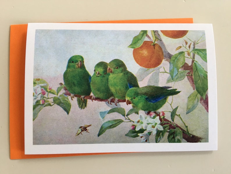 Vintage Birds with oranges Card, Parakeet Card, Easter Card, Spring Card, Mother's Day Card, Parrot Card, Thank You Card, Teacher Card image 1