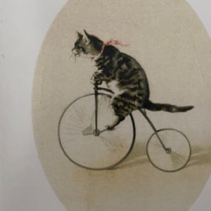 Cat tricycle 2025