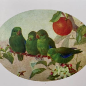 Collants Oiseaux vintage, Étiquettes cadeaux, Autocollants Retro, professeur, Agenda, Enfants, Mésange, hirondelle, perruche, professeur