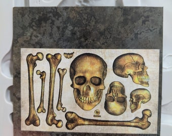 Free Shipping! Prima Marketing  Finnabair Skull & Bones Decor Mould 968649