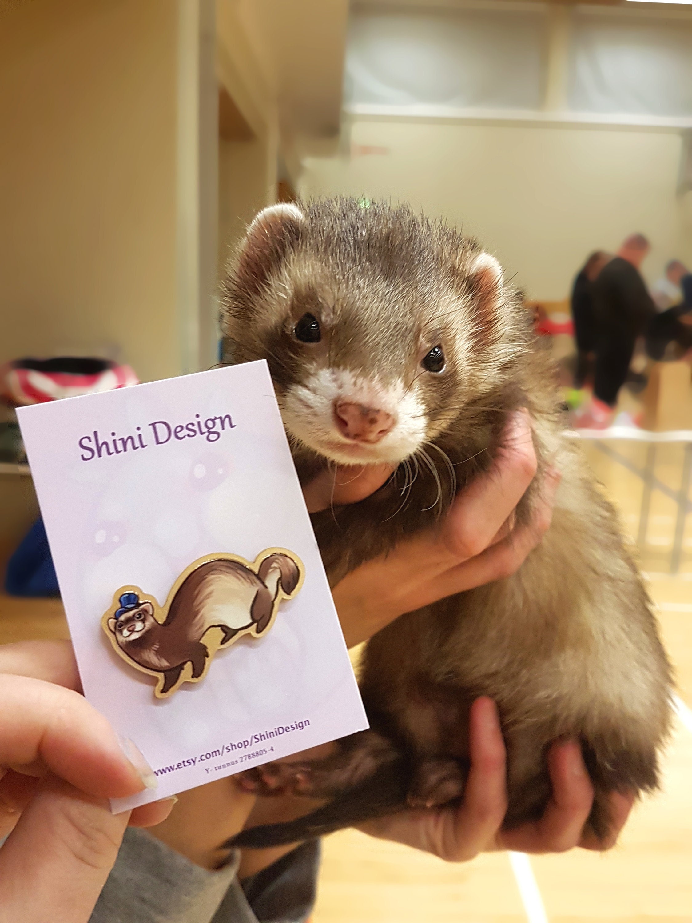 Mask Black Sable Mitt Ferret Sable Cinnamon Ferret Male Sable Ferret Stock  Photo Download Image, image size:2250x3000