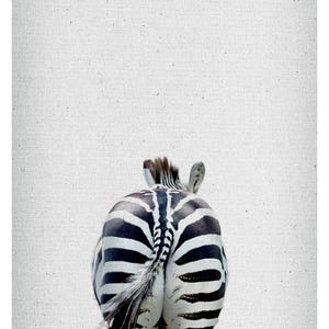 May include: A black and white zebra walking away from the camera, showing its rear end and tail.
