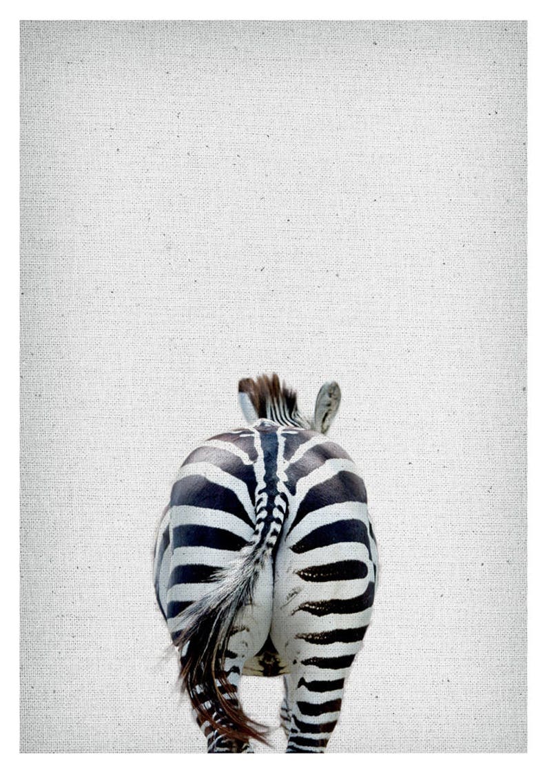 May include: A black and white zebra walking away from the camera, showing its rear end and tail.