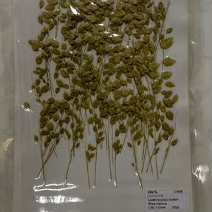 Quaking Grass with Stem - Pressed Flower Raw Material 269-TL