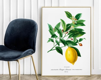 Póster vintage de limón - Impresión artística de póster, frutas y verduras botánicas