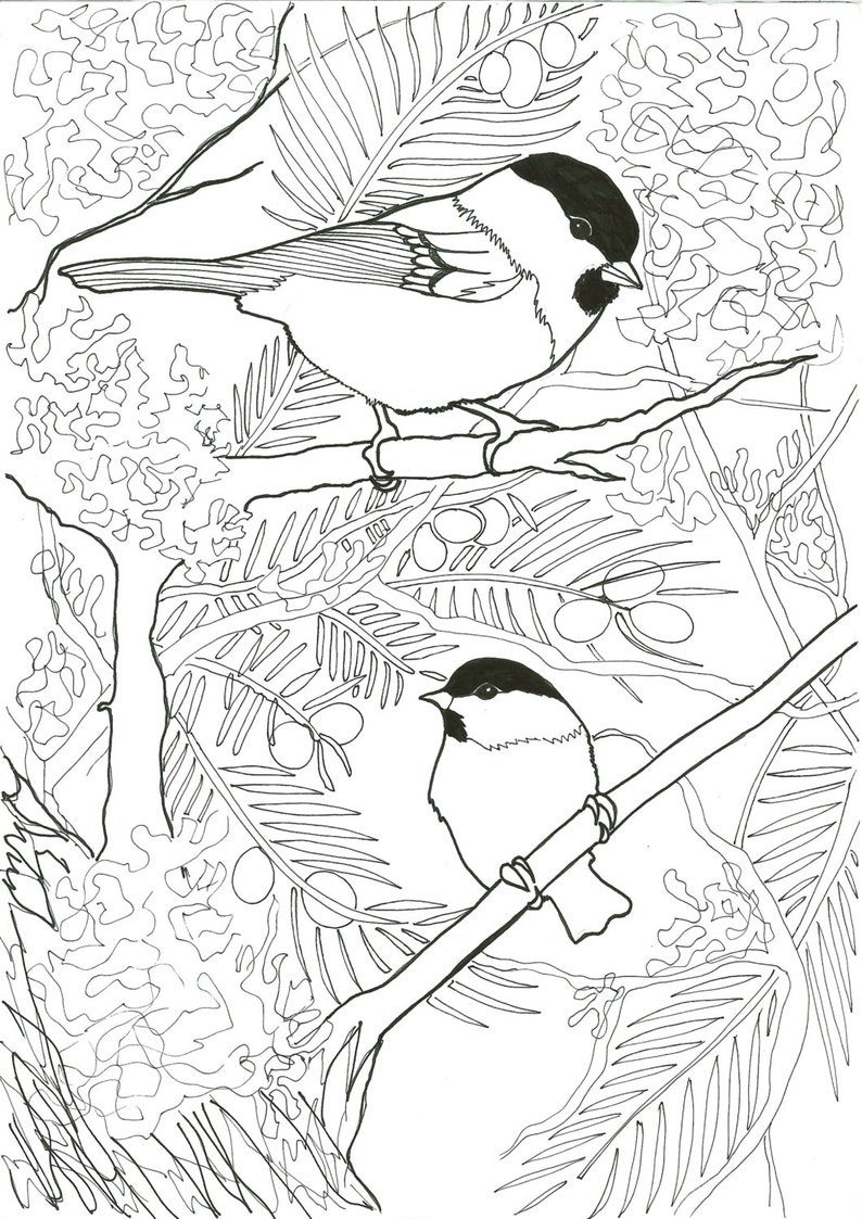 Blackcapped chickadee printable PDF coloring sheet Etsy