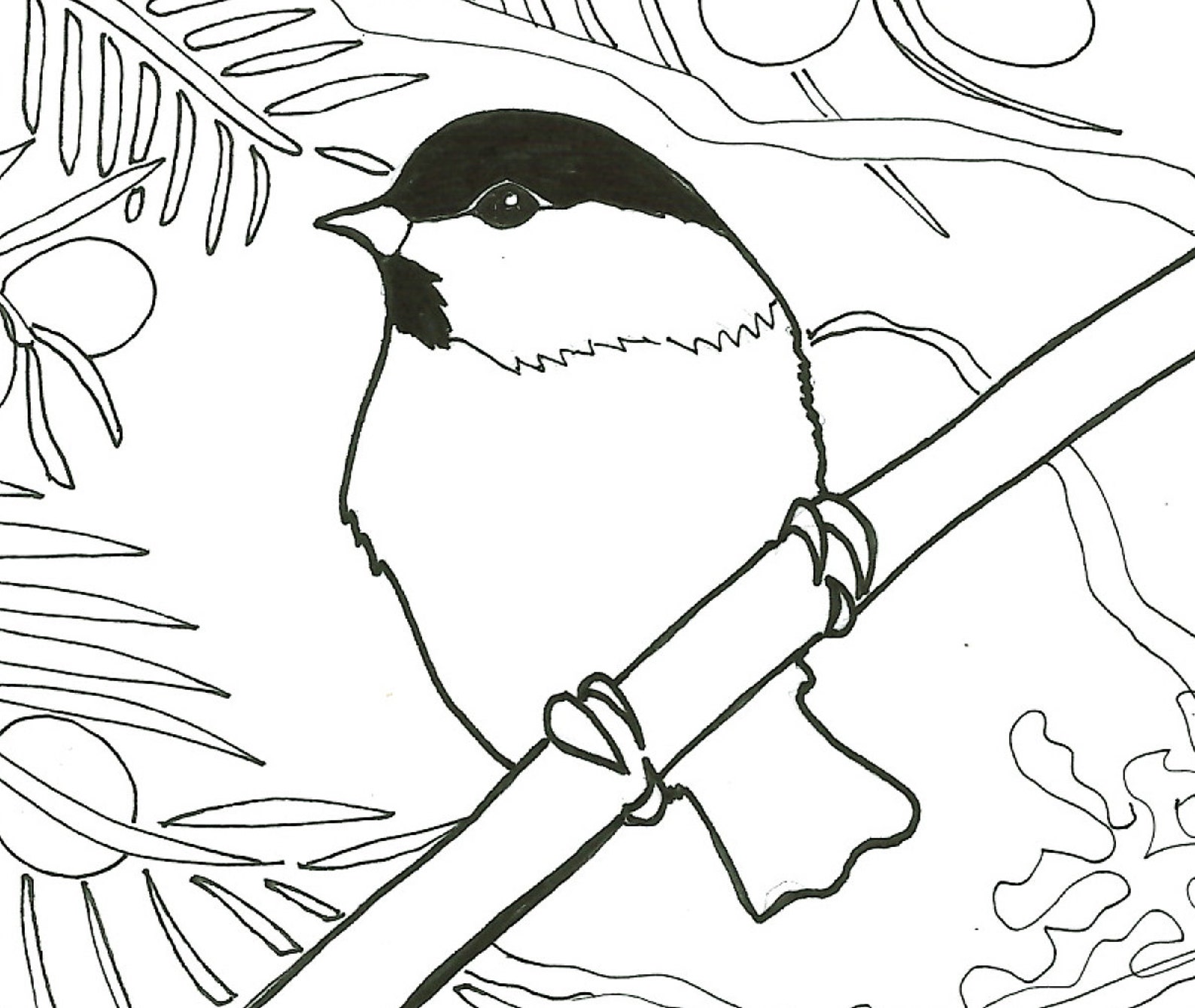 Black-capped Chickadee Printable PDF Coloring Sheet - Etsy
