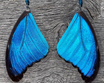 Real Butterfly Earrings Giant Blue Morpho didius top forewings glass beads .925 Sterling Silver ~ Authentic EarWings