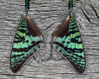 Sunset Moth Wing Earrings: Madagascar Chrysiridia, Sterling Silver