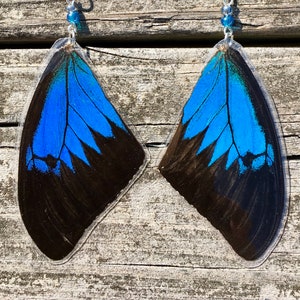 Real Butterfly Earrings Papilio ulysses top forewings glass beads .925 Sterling Silver ~ Authentic EarWings