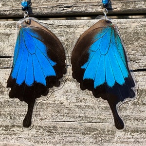 Real Butterfly Earrings Papilio ulysses butterfly bottom hindwings glass beads .925 Sterling Silver ~ Authentic EarWings