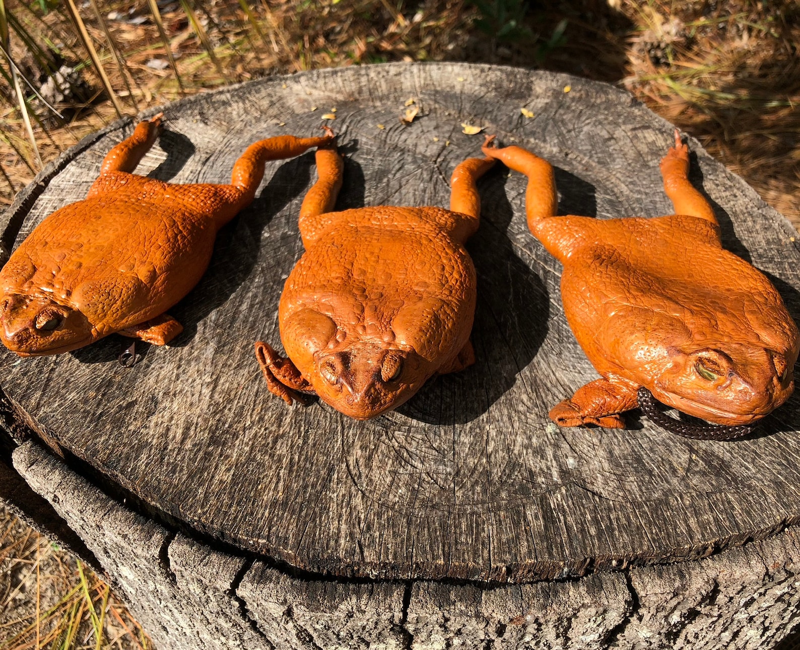 Real Sugar Cane Toad Fullbody Purse high Quality Leather Etsy