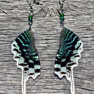 Real Moth Earrings Uraniidae Urania leilus moth bottom hindwings glass beads .925 Sterling Silver ~ Authentic EarWings