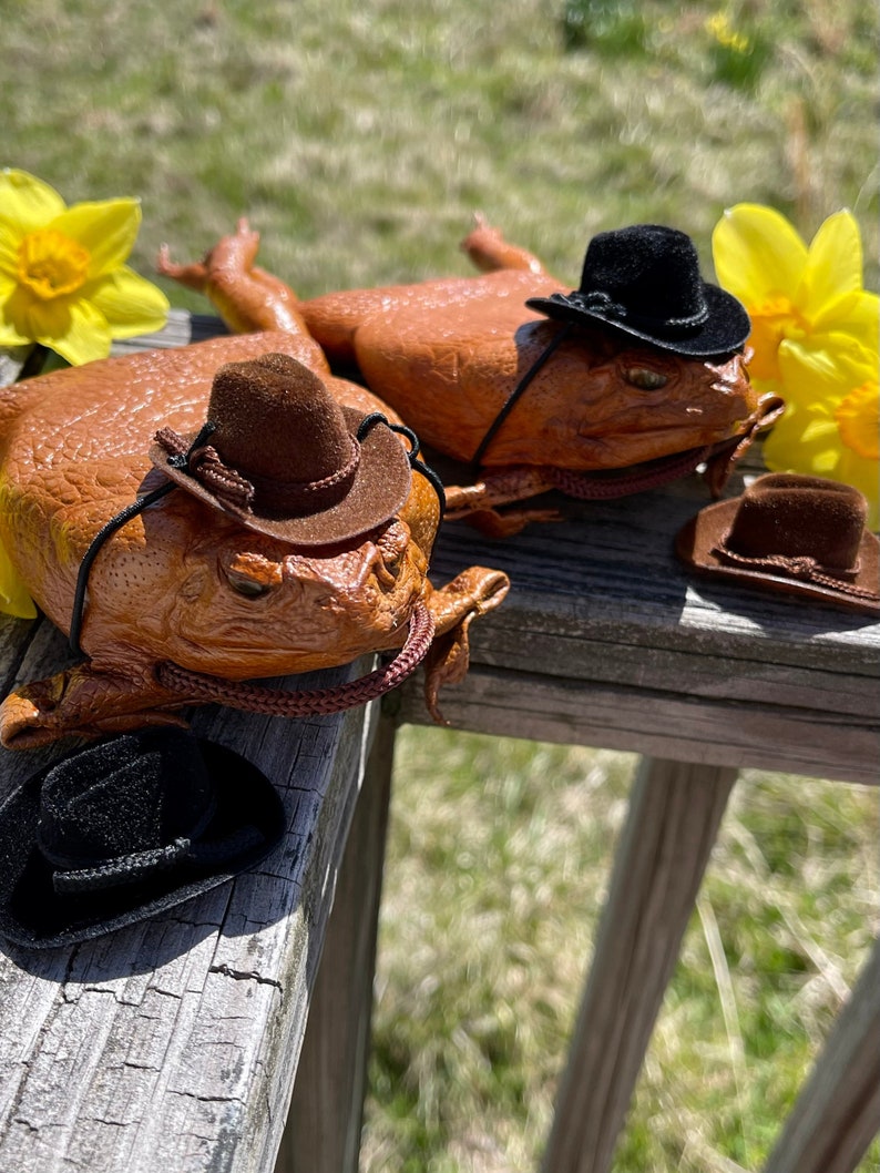 May include: Two brown toads wearing miniature cowboy hats. The toads are sitting on a wooden railing with green grass in the background.