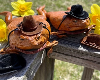 BULK DISCOUNT 4+ Rootin Tootin' Real Cane Toad purse with mini cowboy hat ~ full-body leather purse Rhinella marinus ethically sourced