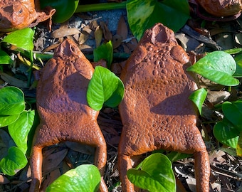 Real Cane Toad XL Jumbo full-body coin purse *High Quality* leather Bufo marinus Rhinella marina cruelty-free coin purse invasive species